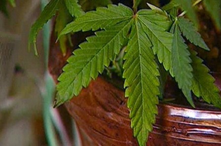 Как выращивать коноплю в комнатных условиях флаги марихуаны